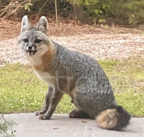 a grey fox sitting on the sidewalk.