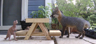 A fox kit approaching a miniature picnic table