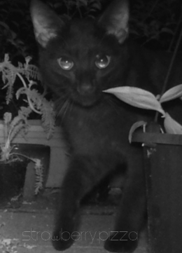 A black cat stepping into the frame. The infrared camera has lit his eyes up so they look like they are glowing.