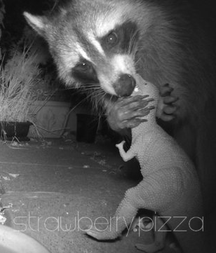 Another angle of the raccoon and dinosaur kissing.