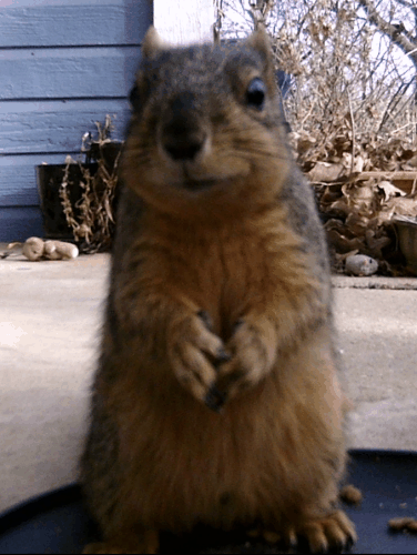 a gif of a squirrel chewing